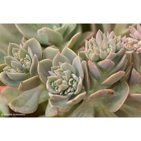 Echeveria Paul Bunyan