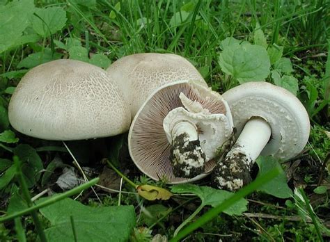 Шампиньон изящный (Agaricus comtulus) фото и описание