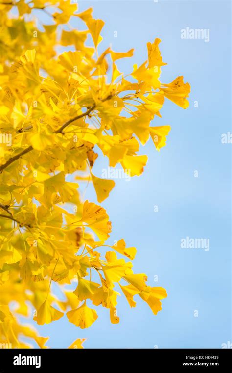 Ginkgo trees in Autumn in Tokyo Japan Stock Photo - Alamy