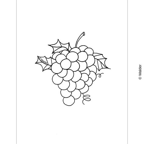 Grapes Walder Education