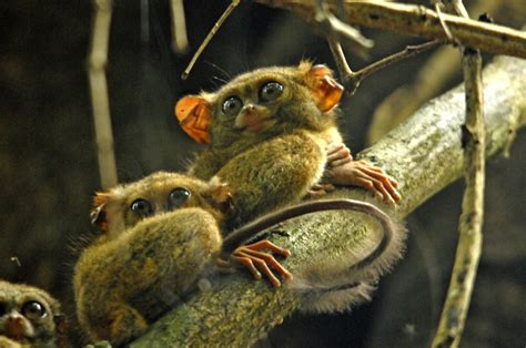 Spectral Tarsiers (5AR) | Marie-France Grenouillet – Wildlife Photographer