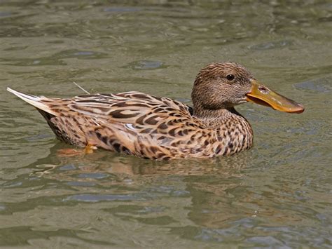 Northern Shoveler