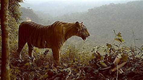 Extremely Endangered Tiger Losing Habitat—and Fast — National