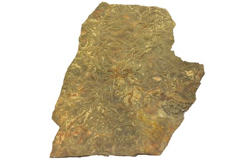 trace fossils smithsonian institution