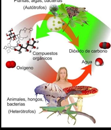 ¿que Es Un Organismo Heterotrofo Brainlylat