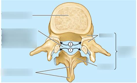 zygapophysial joint diagram quizlet