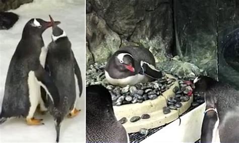 Aussie Same Sex Penguin Couple At Sydney Sea Life Given A Real Egg To Look After Daily Mail