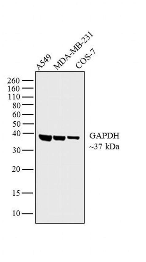 Gapdh Monoclonal Antibody Ff26a 14 9523 80