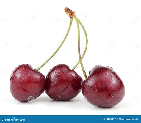 Three Beautiful Wet Cherries Stock Image Image Of Beautiful Cluster