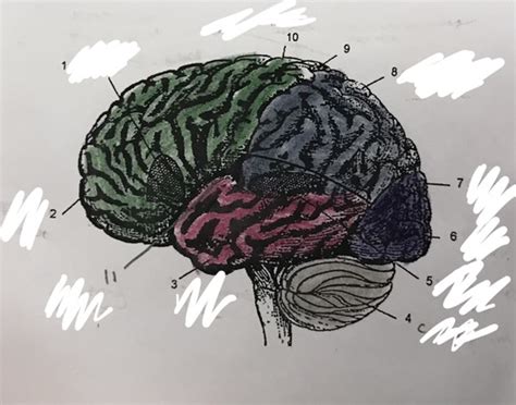 Psych Regions Of The Brain Flashcards Quizlet