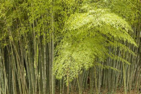 Bamboo Farming for Homestead Income (Start a Bamboo Farm!) - Outdoor Happens Homestead