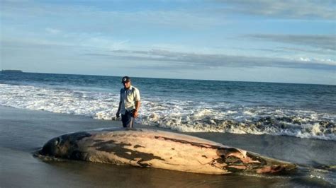 Bangkai Ikan Paus Sepanjang Empat Meter Yang Terdampar Di Ujung