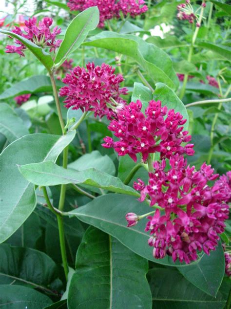 Asclepias Purpurascens Purple Milkweed Prairie Moon Nursery