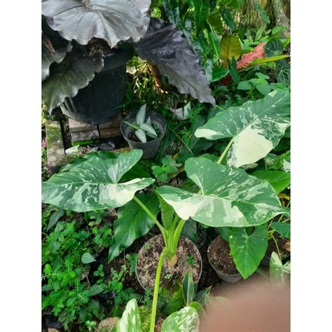 Jual Tanaman Hias Alocasia Macrorhiza Sente Variegata Baby Variegata