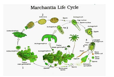 Solved QUESTION 2 (20 points) Below is a labelled Marchantia | Chegg.com