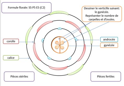 Tp Diss Quer Une Fleur Pour En D Duire Son Diagramme Floral