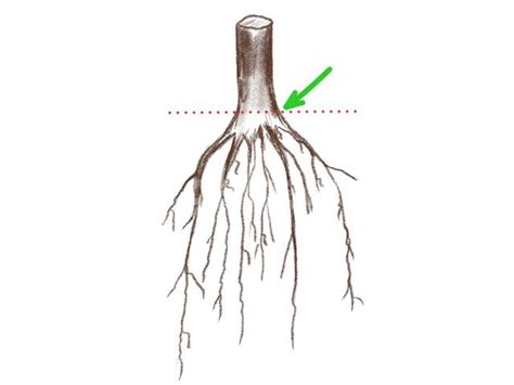 Le Collet Des Plantes