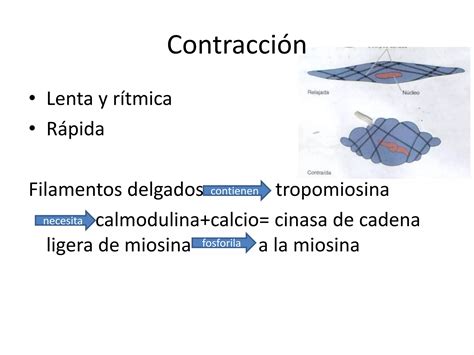 Histologia Musculo Liso PPT