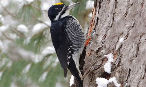 Black-backed Woodpecker Facts, Range and Habitat, Calls, Pictures