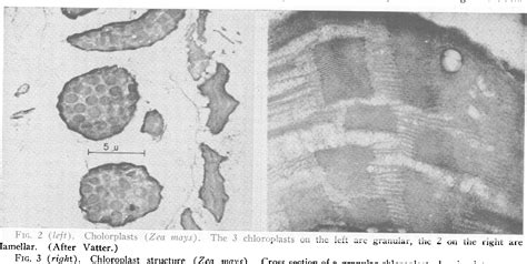 Figure 1 From Primary Photochemical And Photophysical Processes In