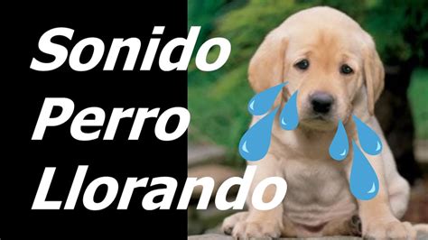 Perros Llorando Y Lloriqueando Efecto De Sonido Sonido Perro Llorando