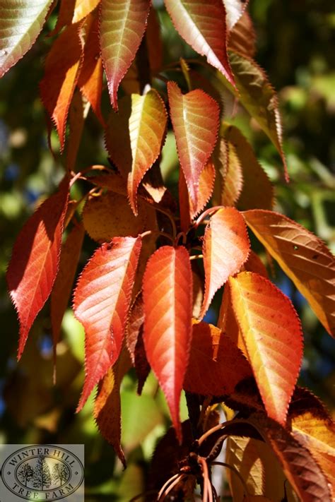 Winter Hill Tree Farm Cherry White Weeping Prunus Subhirtella Alba