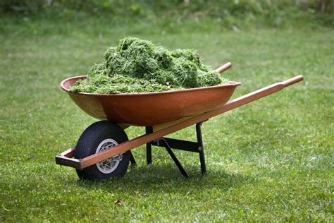 Mulchen oder Mähen des Rasens an heißen Tagen Was man mit Grasschnitt