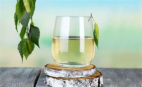 Health Benefits Of Birch Water - Top 8 Proven Benefits