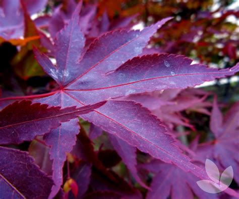 Bloodgood Japanese Maple Speciality Trees