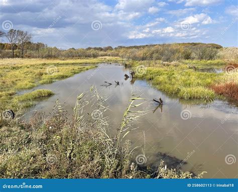 Flooded Floodplain Of Lake Khanka In Autumn Russia Primorsky Krai