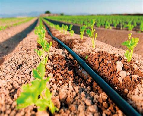 Qualidade Da Gua Em Irriga O Por Gotejamento Revista Cultivar