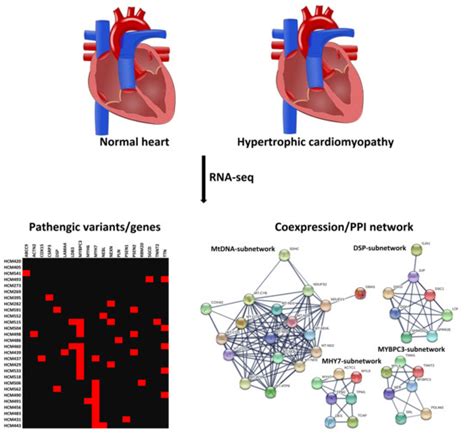 Ijms Free Full Text Genetic Dissection Of Hypertrophic