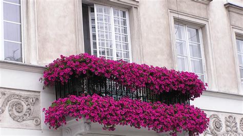 Las Mejores Plantas Para Balcones Bricofanaticos