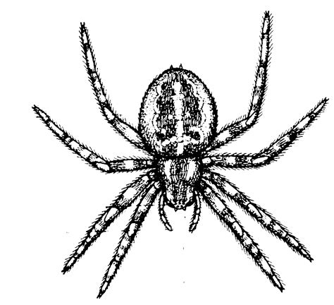 Spiders Clipart Black And White