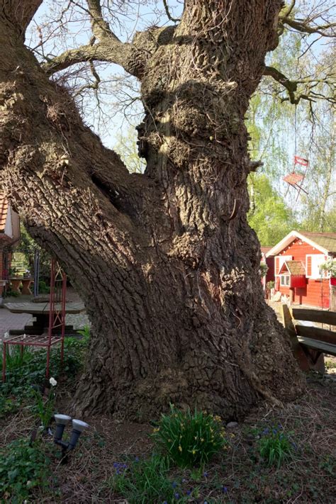 Stieleiche auf dem Gelände eines Gartenmarkts Dorfhagen Niedersachsen