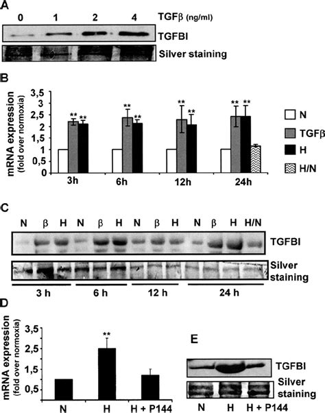 Tgfbi Expression Is Induced By Hypoxia In Lec In A Tgfb Dependent