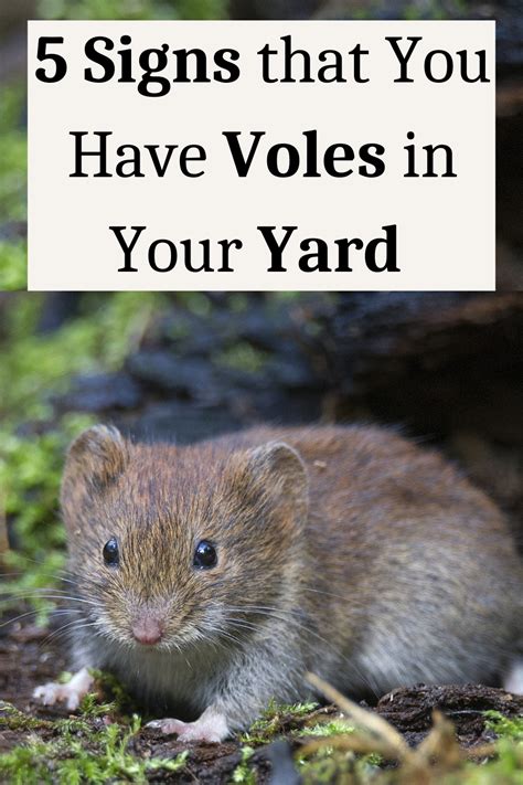 Signs That You Have Voles In Your Yard In Lawn Pests Yard