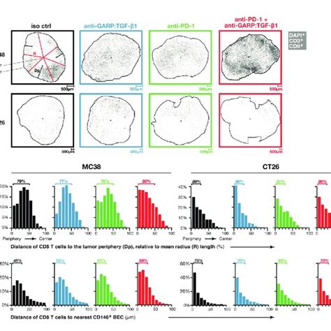 Combined GARP TGF B1 PD 1 Blockade Increases Blood Vessel Density In