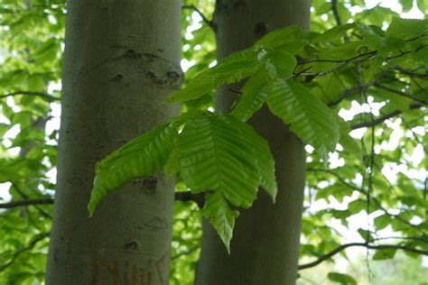 Dendrology Lab Flashcards Quizlet