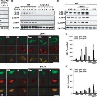 Inhibition Of P Pathway Attenuates Uvb Induced Apoptosis In