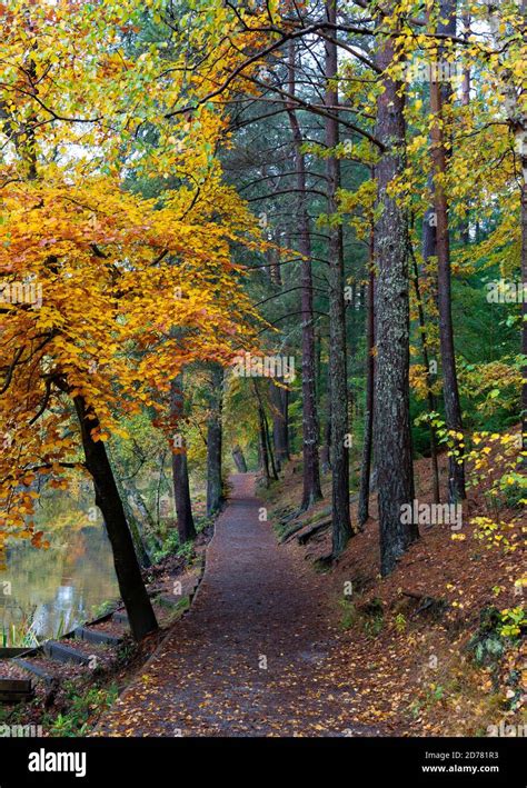 Autumn colours on woodland foliage at Loch Dunmore in Faskally Wood near Pitlochry in Perthshire ...