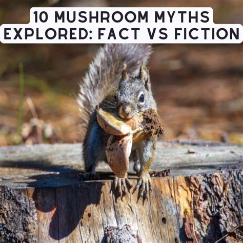 Common Brown Cup Mushroom Identification Lookalikes And Edibility