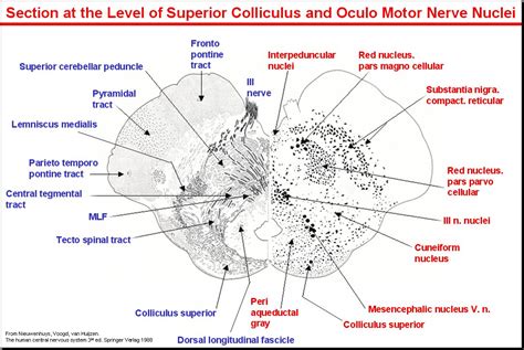 Salamon S Neuroanatomy And Neurovasculature Web Atlas Resource