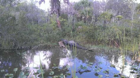 Wildlife Show & Everglades Motorboat Ride with Hotel Pickup | GetYourGuide