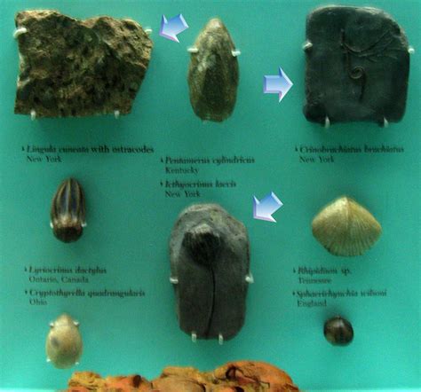 Louisville Fossils and Beyond: The Silurian Experience Field Guide