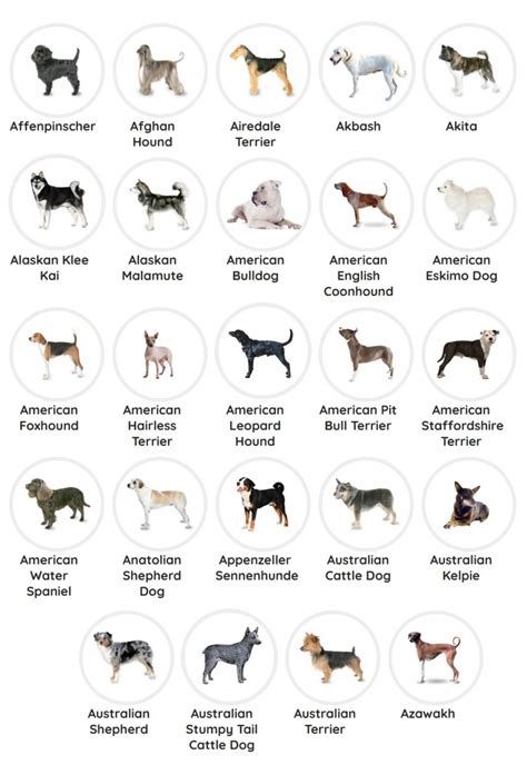 Purebred Dog Breeds