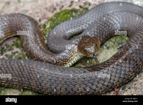 Eastern Tiger Snake Stock Photo - Alamy