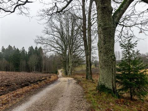 Landscape With Wet And Dirty Country Road Naked Tree Silhouettes Rainy And Misty Autumn Day