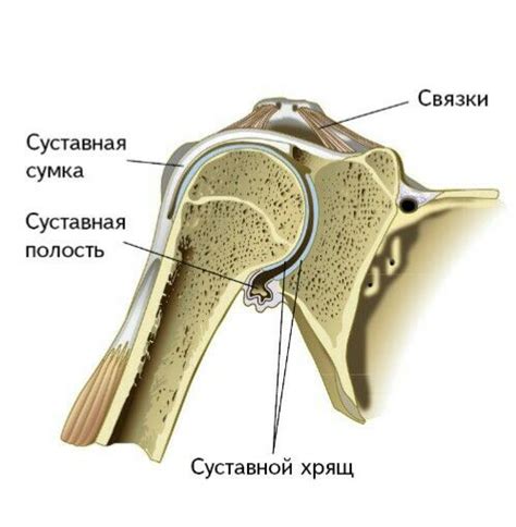 Строение плечевого сустава | Плечевой сустав, Углубленное изучение ...