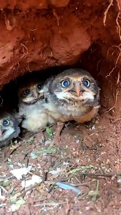 Taking A Peek At Burrowing Owl Chicks Video Dailymotion